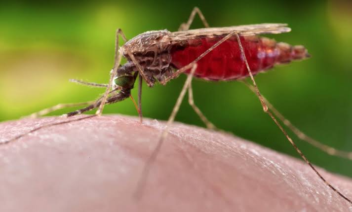 Pemeriksaan Kesehatan Diperluas, Penderita Malaria di Inhil Bertambah Jadi 128 Orang